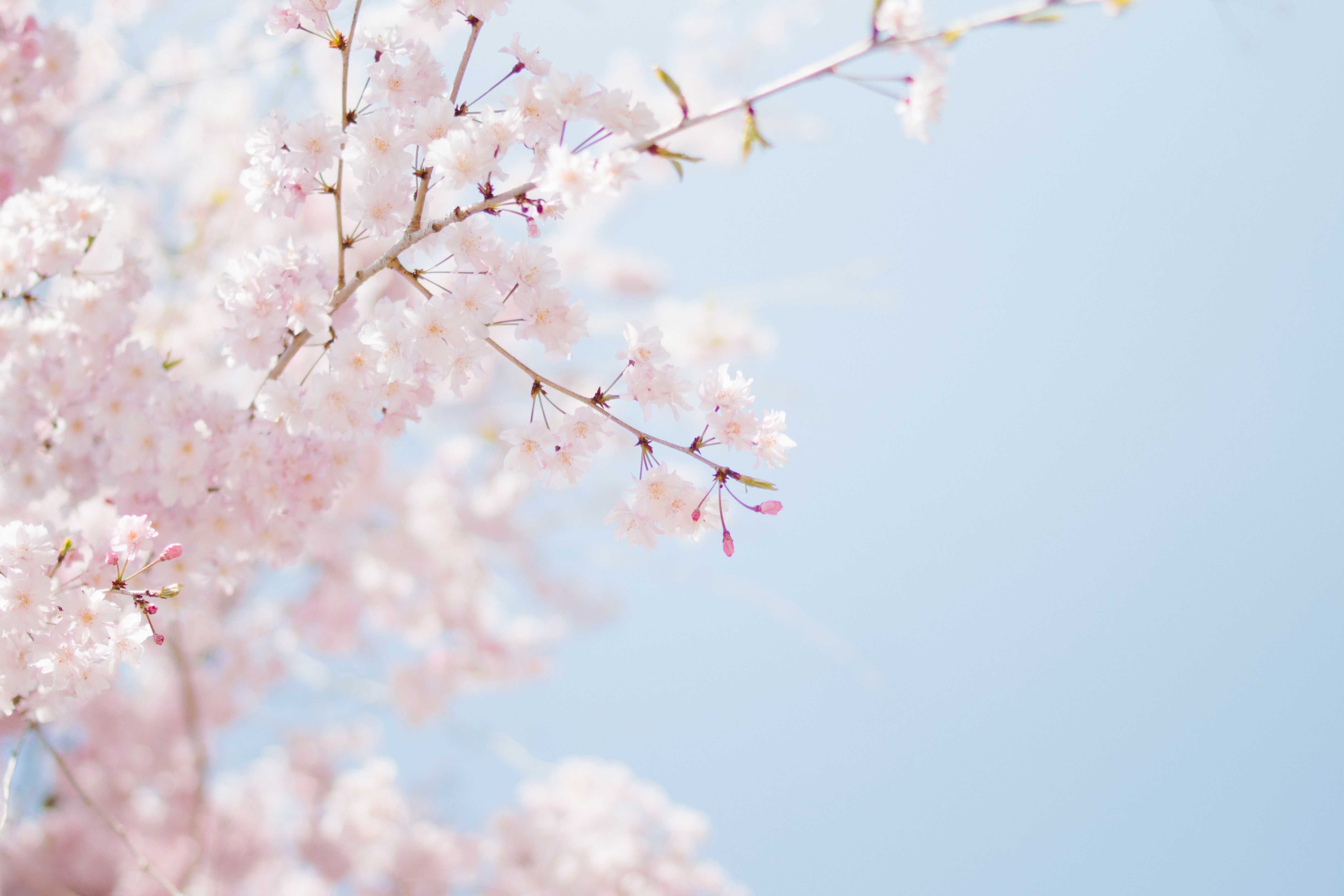 Baby pink cherry blossom tree against clear blue sky